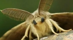 Що їсть мол, як це знайти і що лякати?